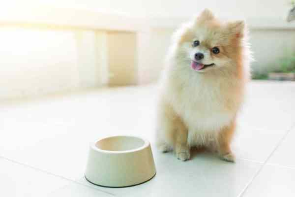 Perro Pomerania junto al plato de comida vacío